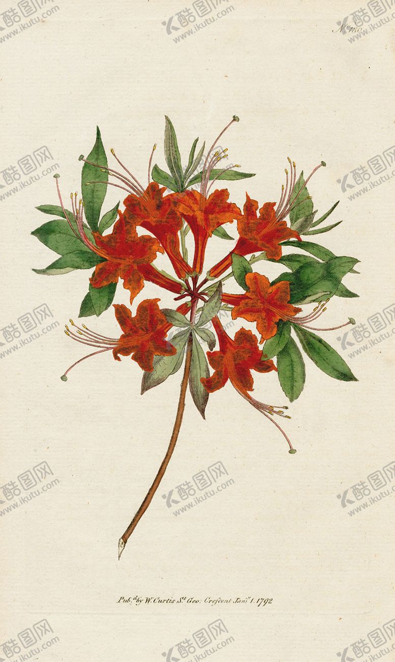 编号：18018209162123221018【酷图网】源文件下载-欧式复古色调花朵植物