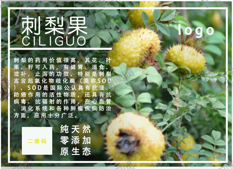 编号：27865309270625246103【酷图网】源文件下载-刺梨海报