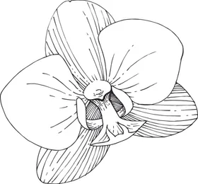 白描植物古典简笔画美工画