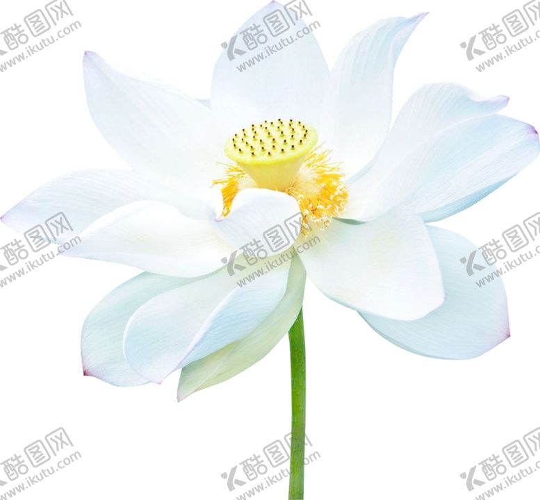 编号：98536103101418564834【酷图网】源文件下载-荷花荷叶