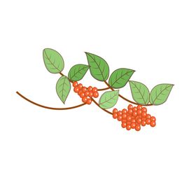 枸杞