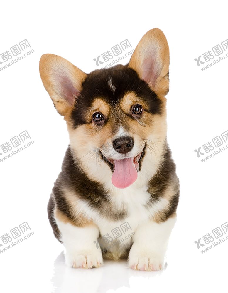编号：86113404191709565135【酷图网】源文件下载-狗狗