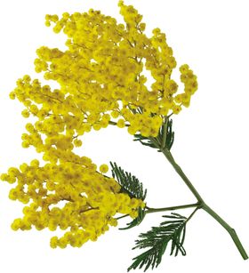 鲜花素材百合边纹勿忘我