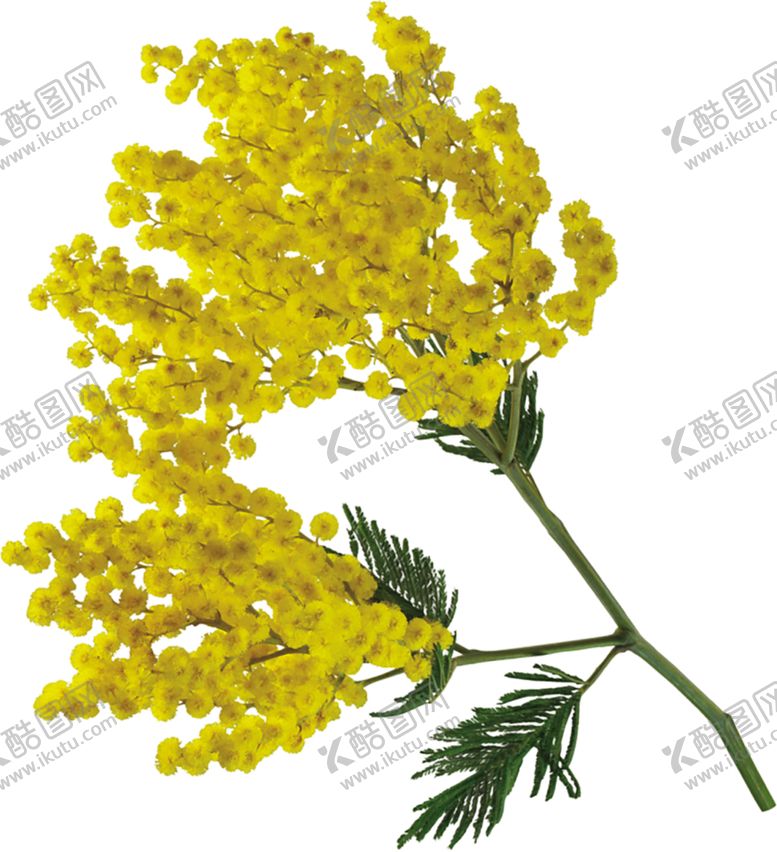 编号：29602805131610211245【酷图网】源文件下载-鲜花素材