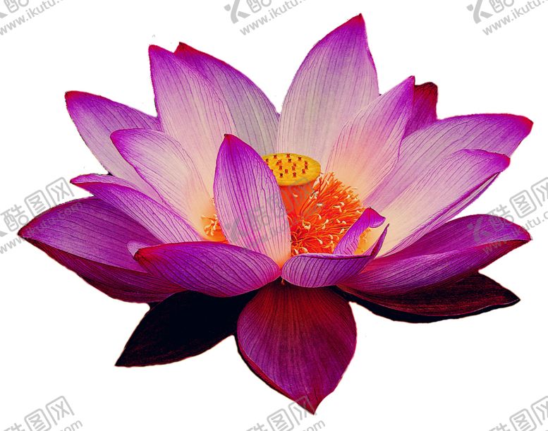 编号：73697805161544579149【酷图网】源文件下载-莲花
