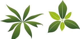 树叶