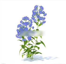 C4D模型翠雀