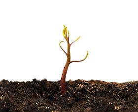 绿色植物