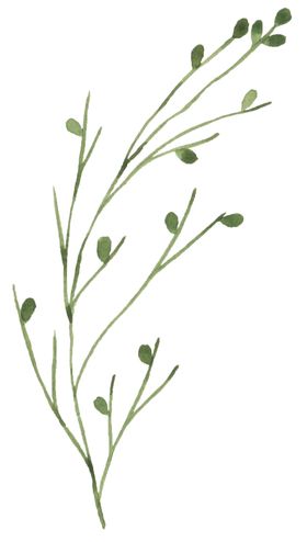 手绘植物花卉
