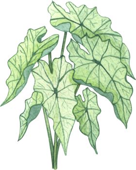 绿植水彩插画