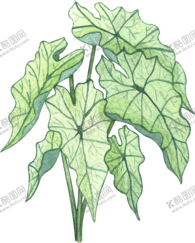 编号：40003705101916569126【酷图网】源文件下载-绿植水彩插画