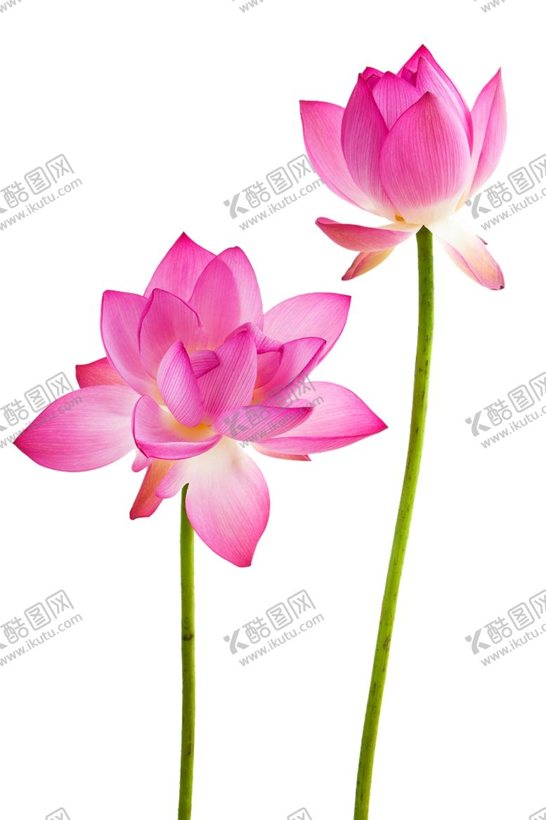 编号：95187506250752108525【酷图网】源文件下载-荷花