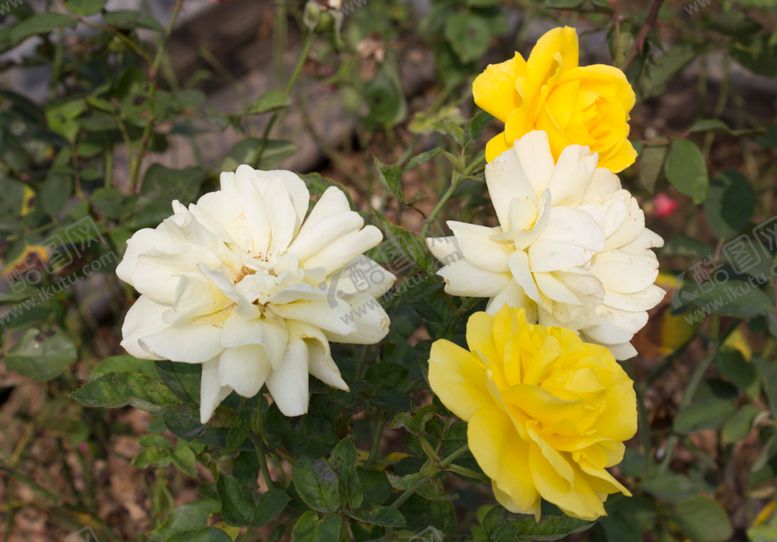 编号：73325406271126139959【酷图网】源文件下载-月季