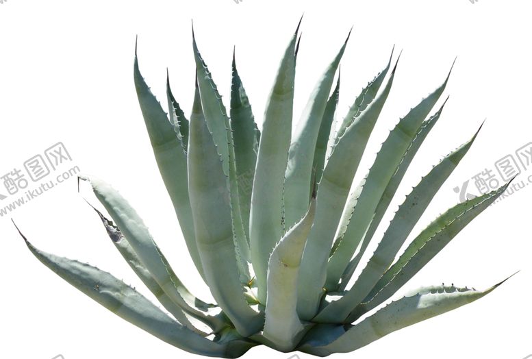 编号：50466107020749333761【酷图网】源文件下载-免扣植物素材