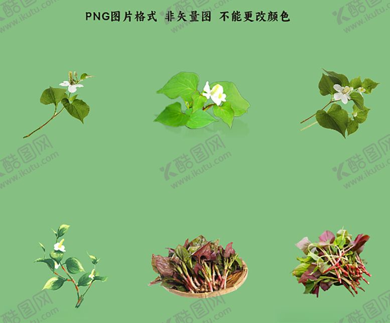 编号：38653604271123254077【酷图网】源文件下载-鱼腥草素材