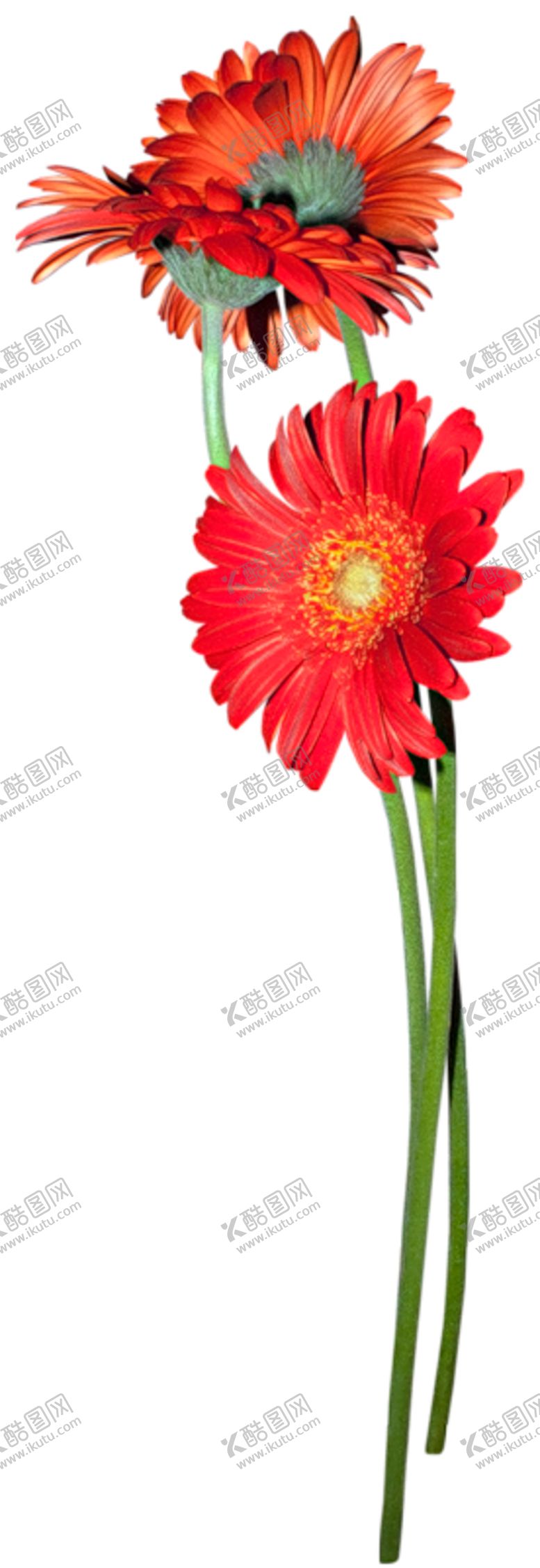 编号：26919211011925465604【酷图网】源文件下载-菊花