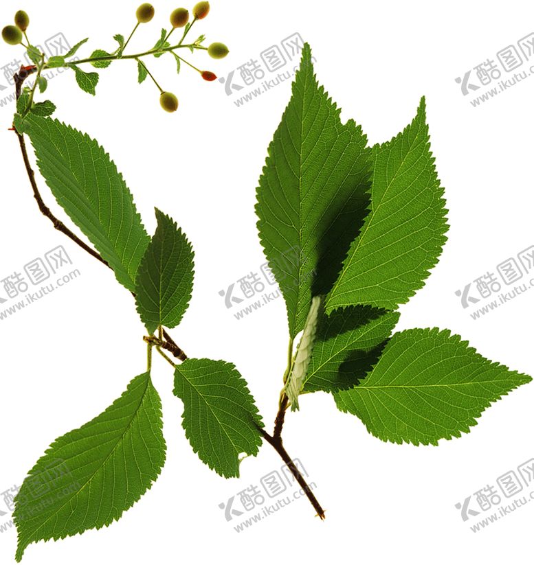 编号：89351609170105342013【酷图网】源文件下载-绿色装饰