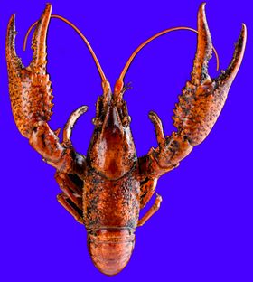 小龙虾高清图片