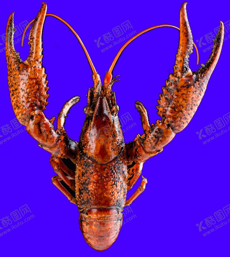 编号：22324111010830158076【酷图网】源文件下载-小龙虾高清图片