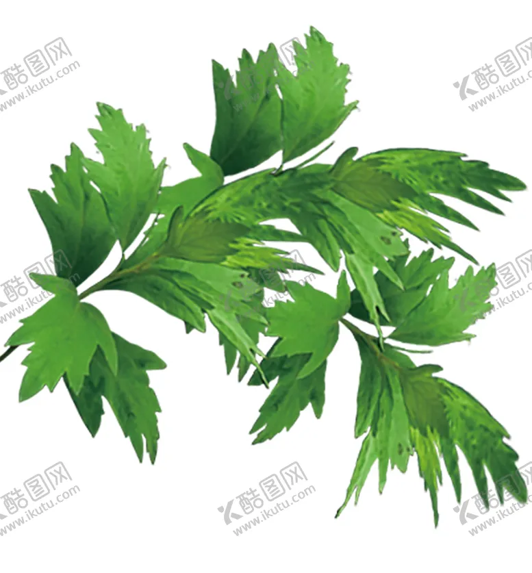 编号：62508702101245164730【酷图网】源文件下载-艾草PNG