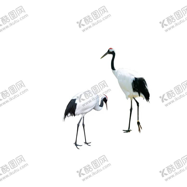 编号：78819804111828058682【酷图网】源文件下载-仙鹤元素