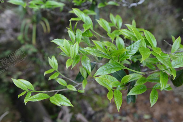 编号：22744810080715089803【酷图网】源文件下载-绿叶茶叶高清摄影