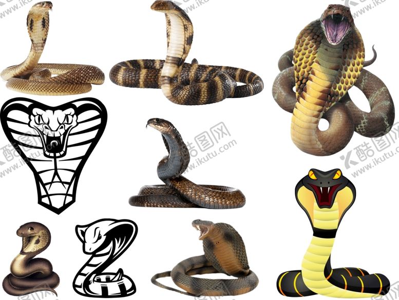 编号：92152809261333049464【酷图网】源文件下载-眼镜蛇png免扣高清素材