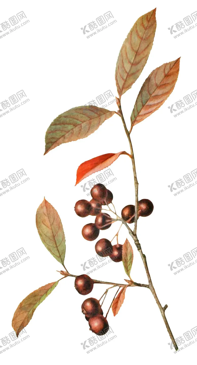 编号：12337210151932324401【酷图网】源文件下载-复古插画