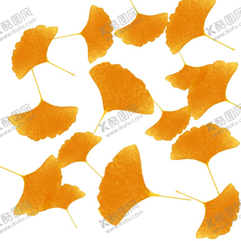 编号：33916606270657111149【酷图网】源文件下载-秋天银杏叶