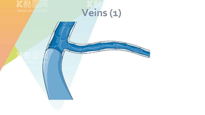 编号：24009211300514454801【酷图网】源文件下载- 静脉