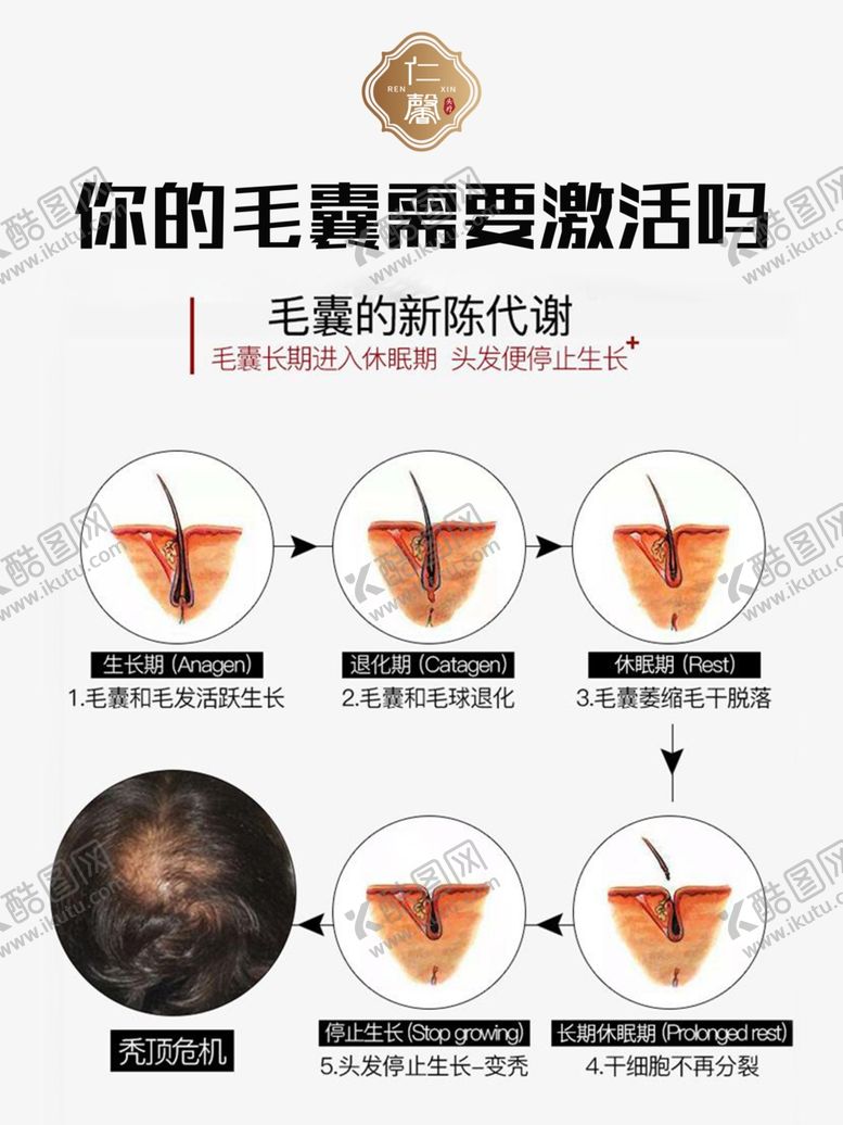 编号：96430202161830191641【酷图网】源文件下载-毛囊养生