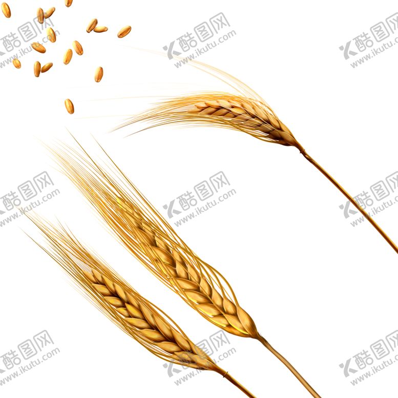 编号：15630607041424204556【酷图网】源文件下载-麦子
