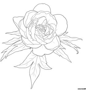 牡丹花
