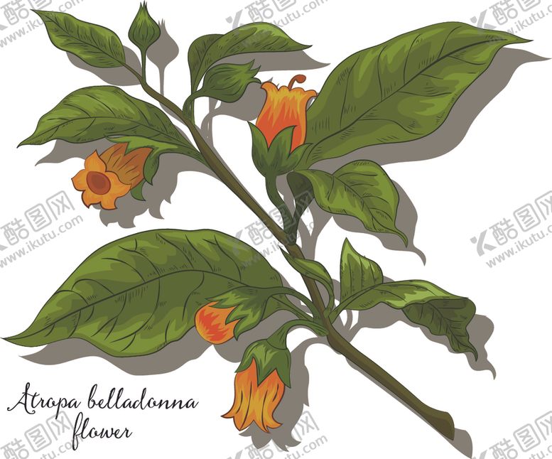 编号：22692810141719037487【酷图网】源文件下载-手绘花卉