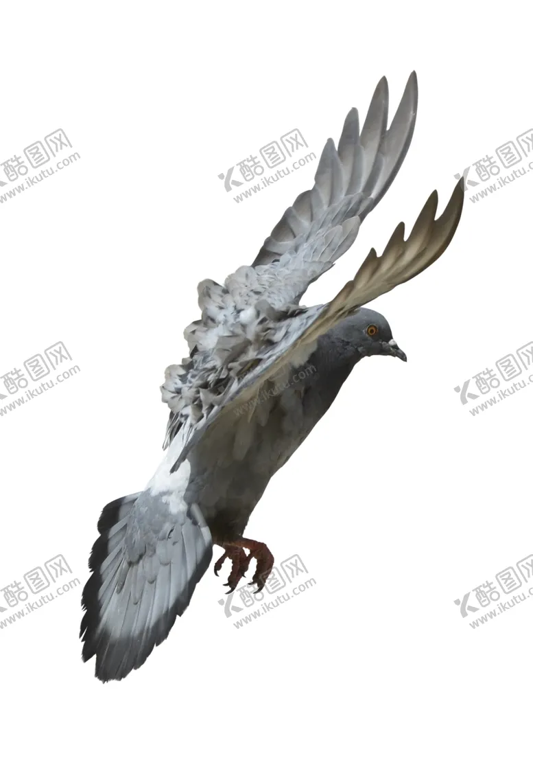 编号：99076501300108449824【酷图网】源文件下载-鸽子