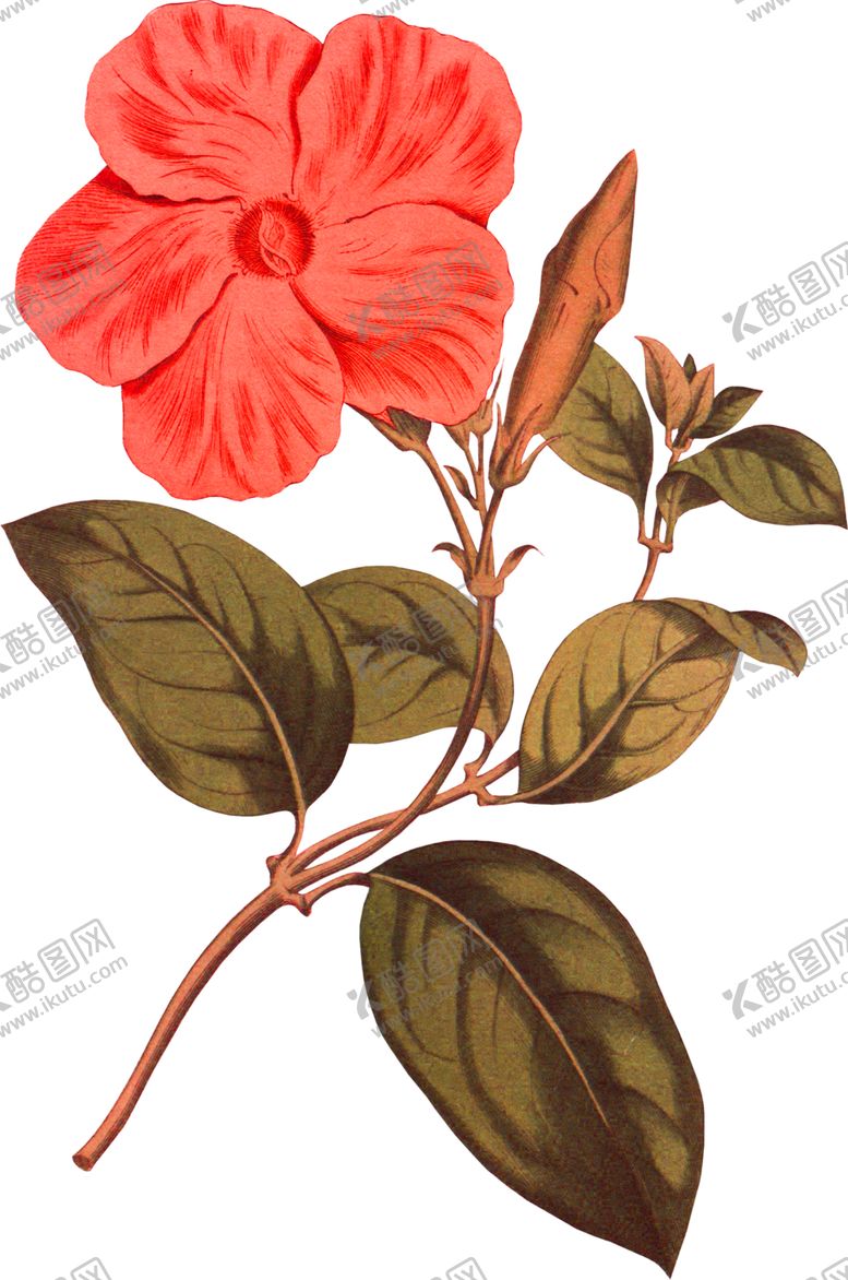 编号：16077209191211009167【酷图网】源文件下载-鲜花素材