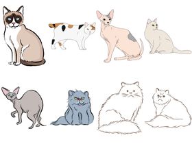 卡通猫