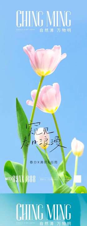 春分清明谷雨节气海报小雏菊中国传统日鲜花天