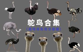 鸵鸟
