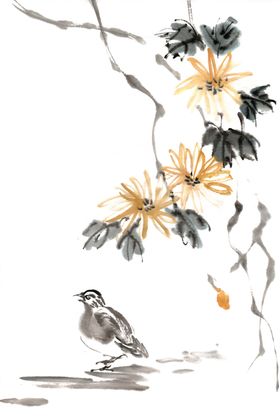 菊花