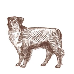 家养动物主题插画