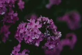 牡丹花卉自然景观摄影