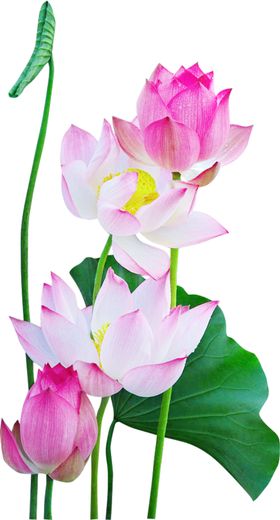 荷花元素