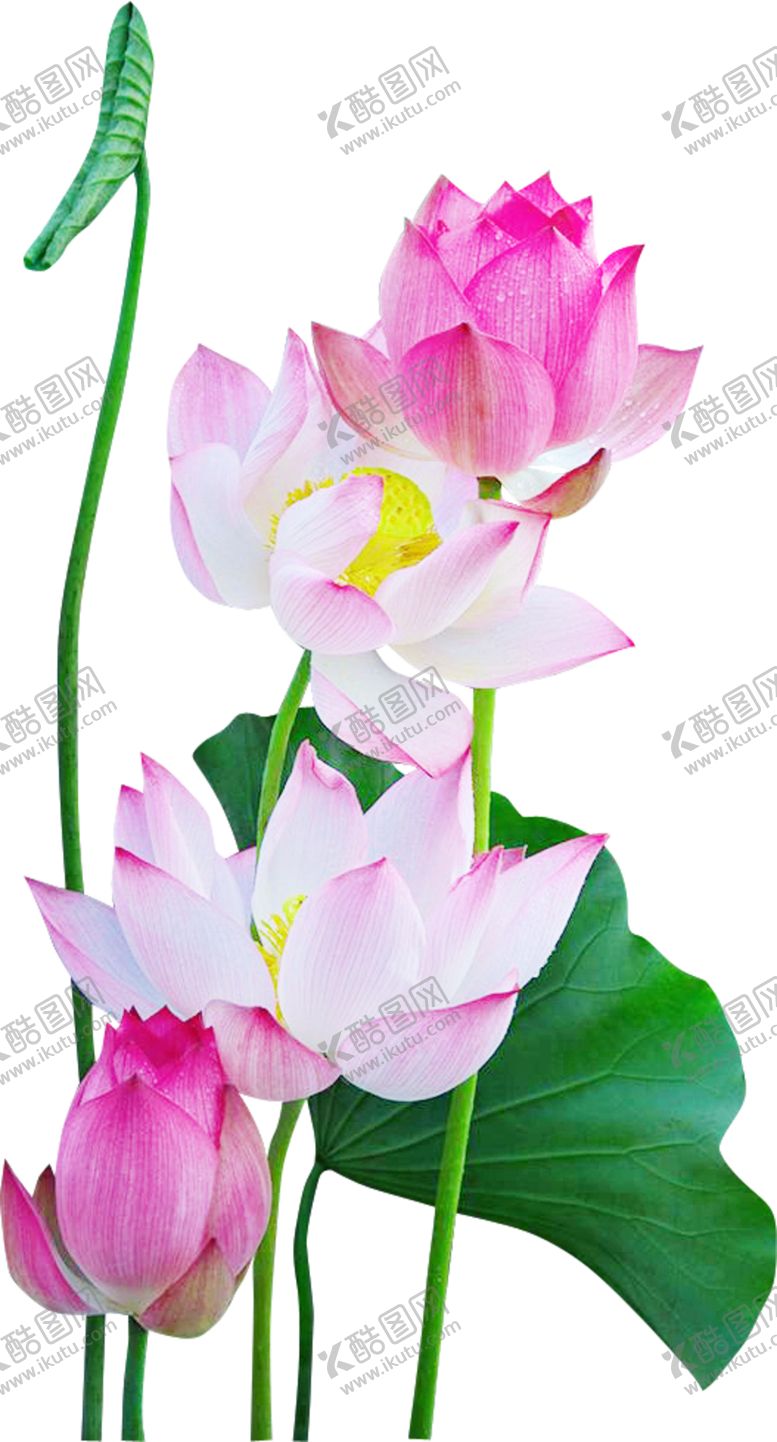 编号：17299805131632354283【酷图网】源文件下载-荷花元素