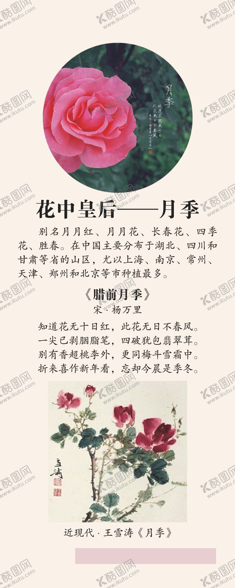 编号：70916105130634115888【酷图网】源文件下载-花中皇后月季展架