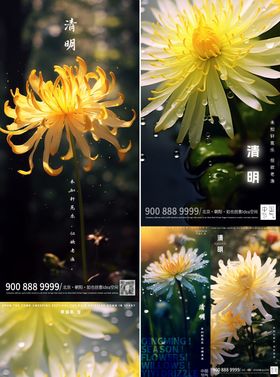 清明菊花海报