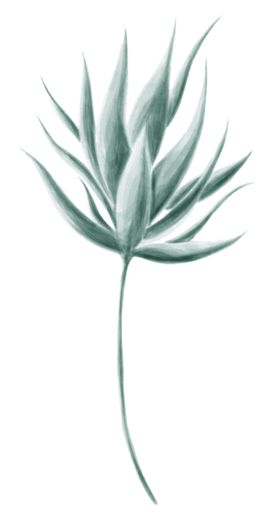 清新手绘植物