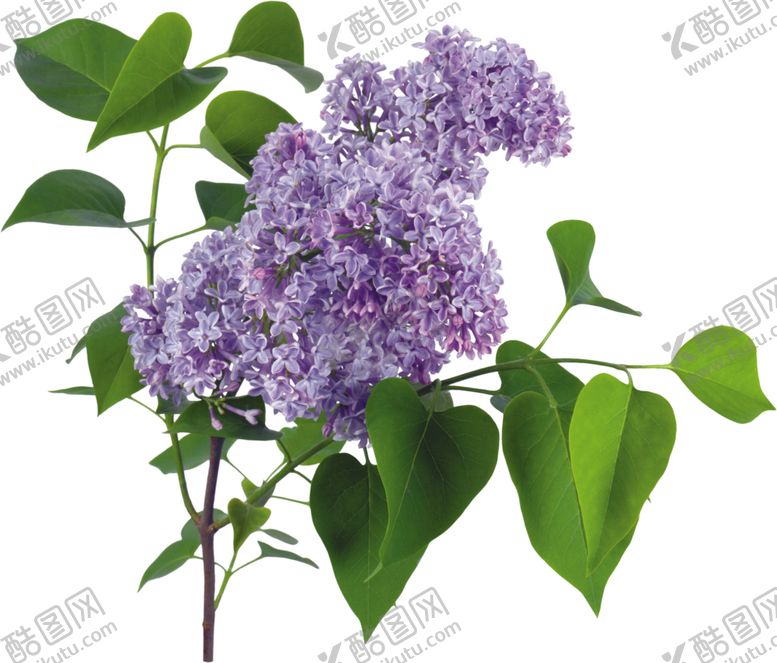 编号：70559306241600247297【酷图网】源文件下载-丁香花