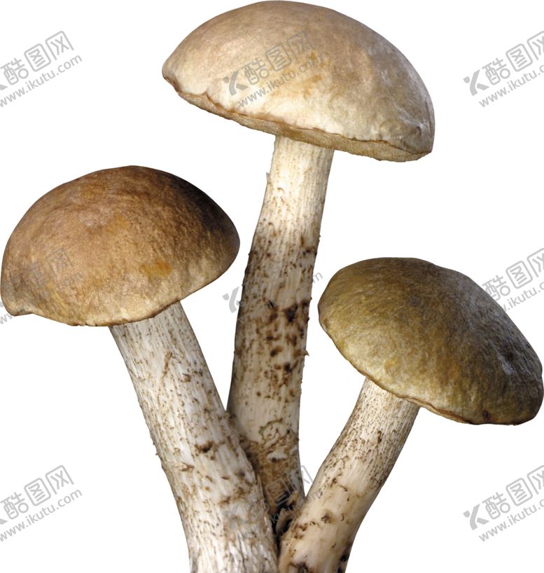 编号：67123310070327379558【酷图网】源文件下载-蘑菇素材