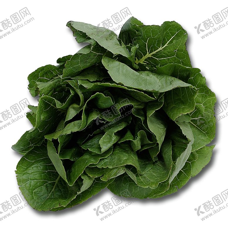 编号：89358705191108031950【酷图网】源文件下载-菠菜